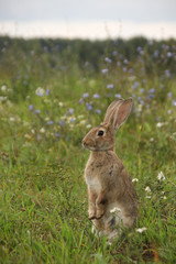 Gray rabbit stands on its hind legs in a flowering summer meadow