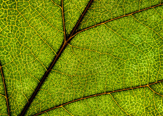 Obraz premium Background image of a leaf of a tree close up. A green leaf of a tree is a big magnification. Macro shooting.