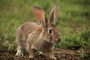 Naklejka na ściany i meble Close-up gray rabbit in the field on a free range