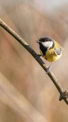 Fototapeta premium Great tit with a brown background