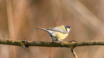 Great tit warming with the sun's rays