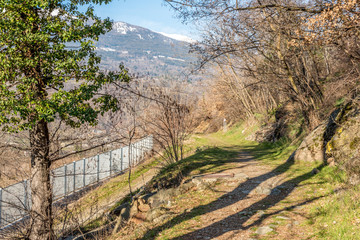 forest with trees in sunny day on mountain