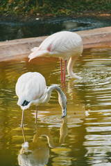 Greater Flamingo (Phoenicopterus roseus). Wild life animal.