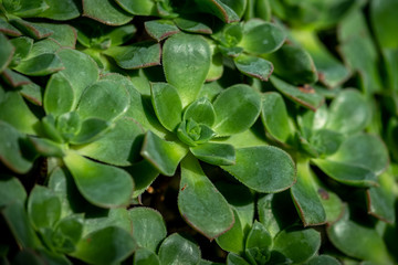 Obraz na płótnie Canvas A closeup photo of aeonium decorum (green pinwheel) plant
