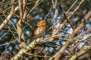 A sweet robin bird singing in a tree on a winter's day