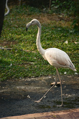 Greater Flamingo (Phoenicopterus roseus). Wild life animal.