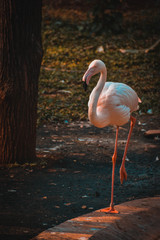 Greater Flamingo (Phoenicopterus roseus). Wild life animal.