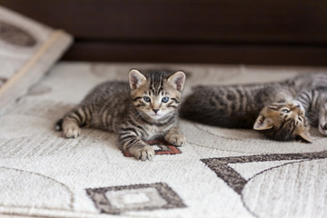 portrait of playful bengal one month old baby cat kitten lying on a fluffy brown carpet