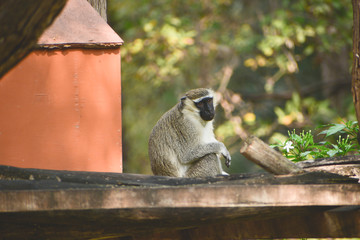 Vervet Monkey life in wild zoo