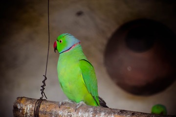 Rose-ringed Parakeet - Parrot
