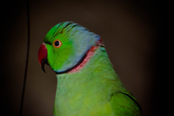 Rose-ringed Parakeet - Parrot