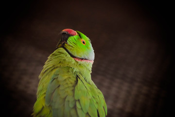 Rose-ringed Parakeet - Parrot