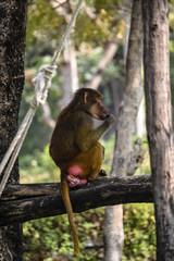 Yellow Baboon life in the Zoo