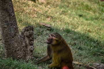 Yellow Baboon life in the Zoo
