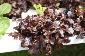 Hydroponic vegetables. Planting Red Oak vegetables on the water, not using the soil in vegetable greenhouses.