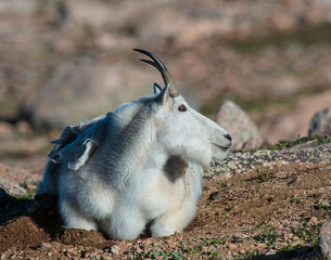 Mountain Goat in the Rocky Mountains