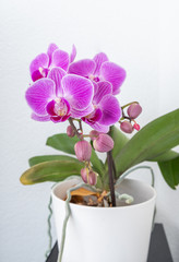 Orchidee in Vase auf weiss