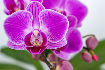Pinke Orchidee Blüte Nahaufnahme - knabenkräuter