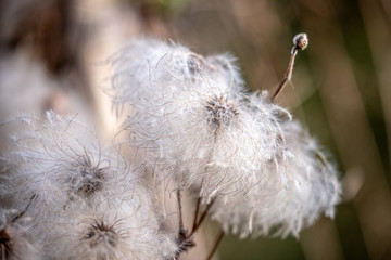 Fluffy white clematis serratifolia with a blurred background