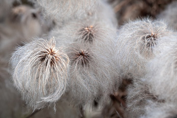 Fluffy white clematis serratifolia