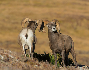 Bighorn Sheep in the Rocky Mountains