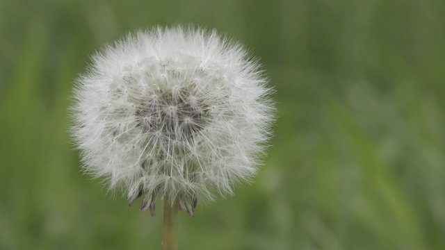 Fluffy Dandelion flower close up 