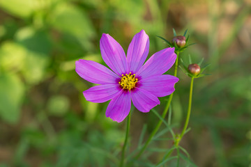 pink cosmos flower, yellow pollen in the garden.