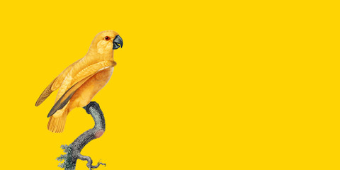 isolated on yellow background, best parrot pictures. copy space