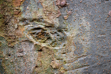 A tree trunk with an eye