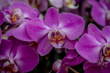 A closeup photo of bright pink orchids