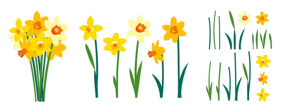 Vector set of positive floral illustrations isolated on white background. Early spring garden flowers. Yellow daffodils bouquet. Clip art for bright festive greeting card, poster, banner. Womens Day