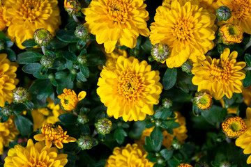 Close-up view of yellow chrysanthemums after the rain in the fall. Chrysanthemum flower in garden (autumn vivid background)