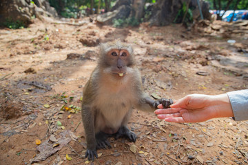 The monkey holds the girl by the finger. She has bread in her mouth. Funny monkey.