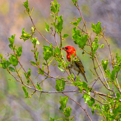 Red headed weaver (Anaplectes rubriceps) on bush branch
