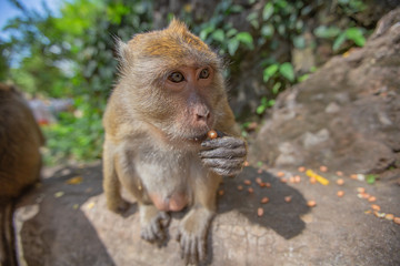The monkey is closely located. Photographed at wide angle.