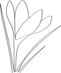 Crocuses - spring first flowers after winter, black outline of a beautiful plant. Coloring book for a children's album with a one-line drawing.