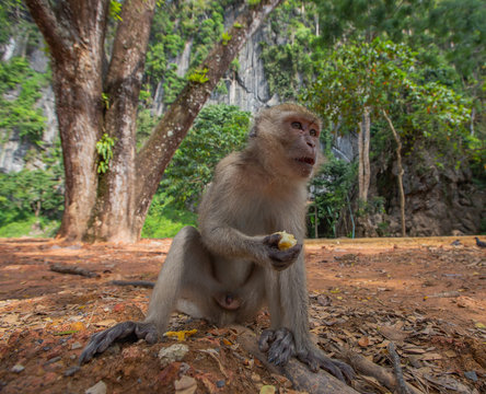 The monkey sits on the ground, is close. Photographed at wide angle.