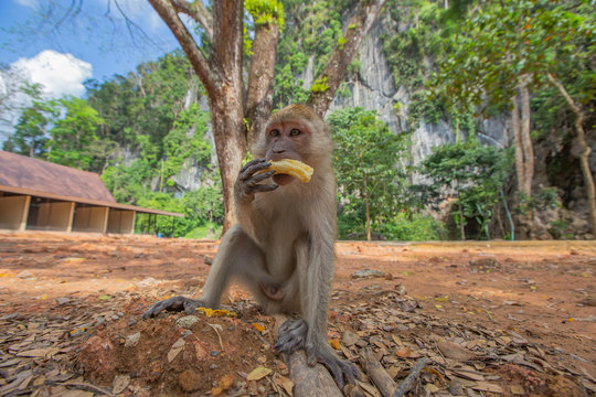 The monkey sits on the ground and eats.Photographed at wide angle.