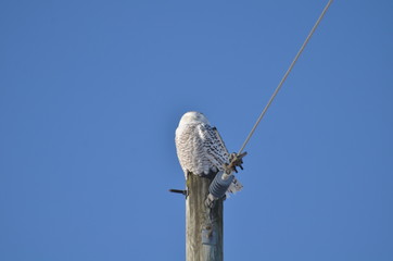 Snowy Owl sitting on telephone pole in Holland Marsh, Ontario, Canada