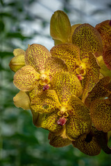 Speckled orange and yellow orchids