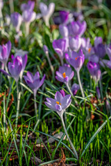 A field of crocuses 
