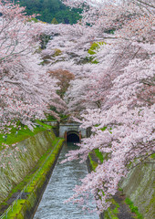 琵琶湖疎水　桜