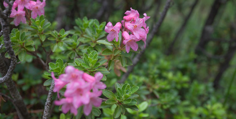 rhododendron in natural  alpine environment
