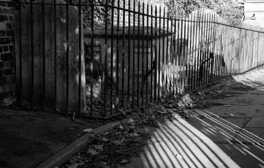 Close up of railings and their shadows beside a pathway at St Nicholas Church, Chiswick, London UK, photographed with high contrast in late afternoon on a sunny day in February.