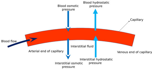 Hydrostatic pressure in capillary (or blood vessel) - obrazy, fototapety, plakaty