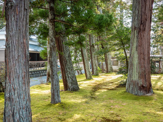 松島の瑞巌寺、参道の杉並木。津波による塩害で杉並木の本数は少なくなった。