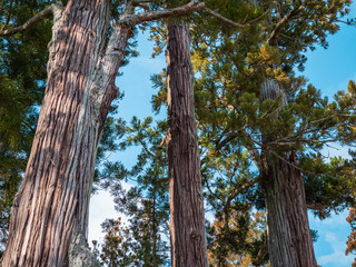 松島の瑞巌寺、参道の杉並木。津波による塩害で杉並木の本数は少なくなった。