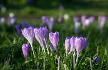 Crocuses growing in the graveyard at St Nicholas Church, on the River Thames at Chiswick in west London.