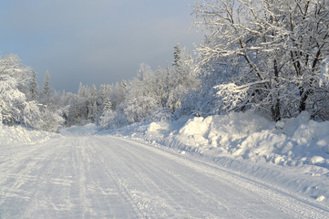 winter forest.trees in the snow and Sunny sky
