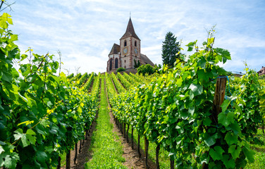 wijngaard en middeleeuwse kerk in de Elzas, Frankrijk